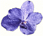 www.orchideenforum.de